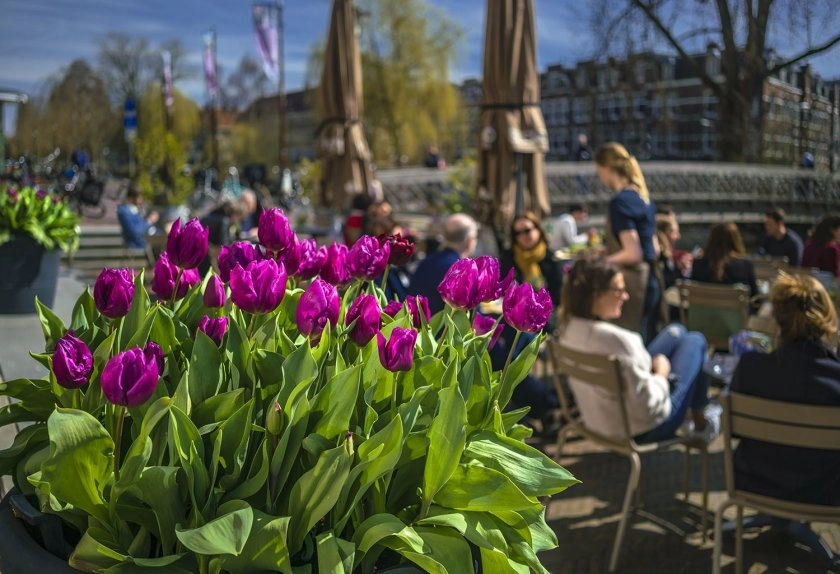 Tulp Festival Amsterdam - April event tip for Amsterdam