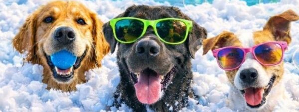 Franken Puppys Summer Edition